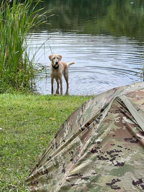 A dog standing near the lake and looking at the tent